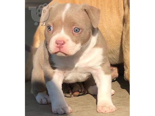 PoulaTo: Pitbull